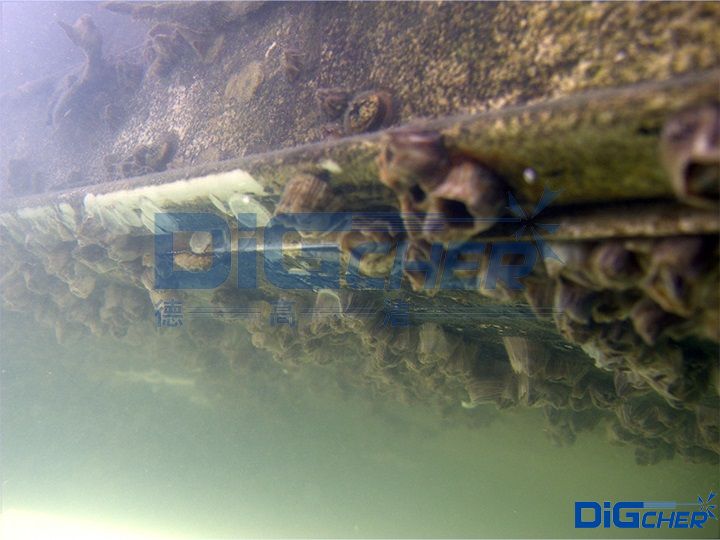 藤壺附著在海底設(shè)施表面